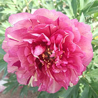 楊木生態(tài)板